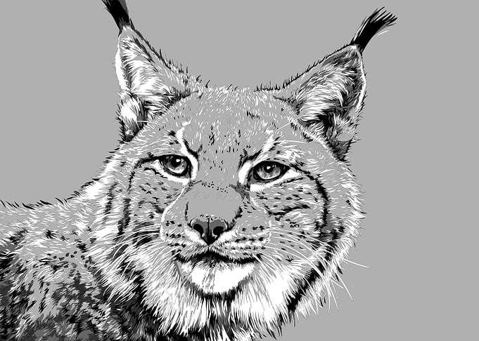 animal black and white