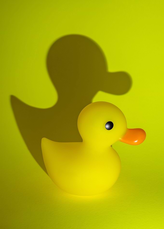 duck photography