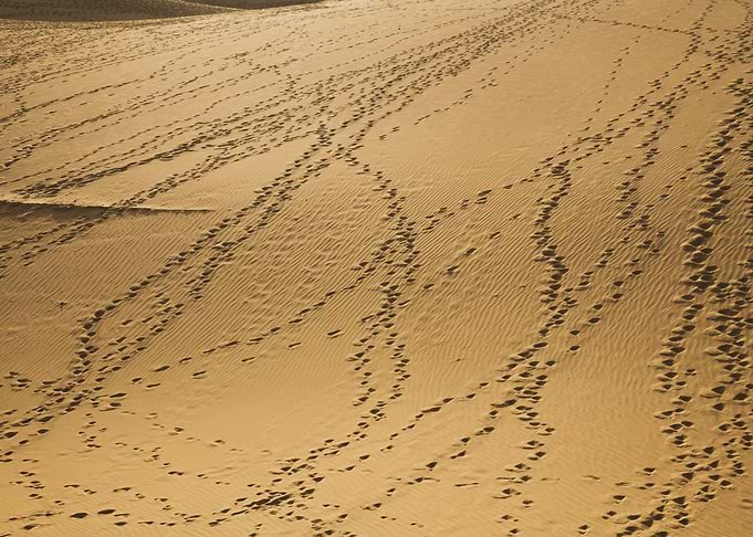 Follow me into the Desert