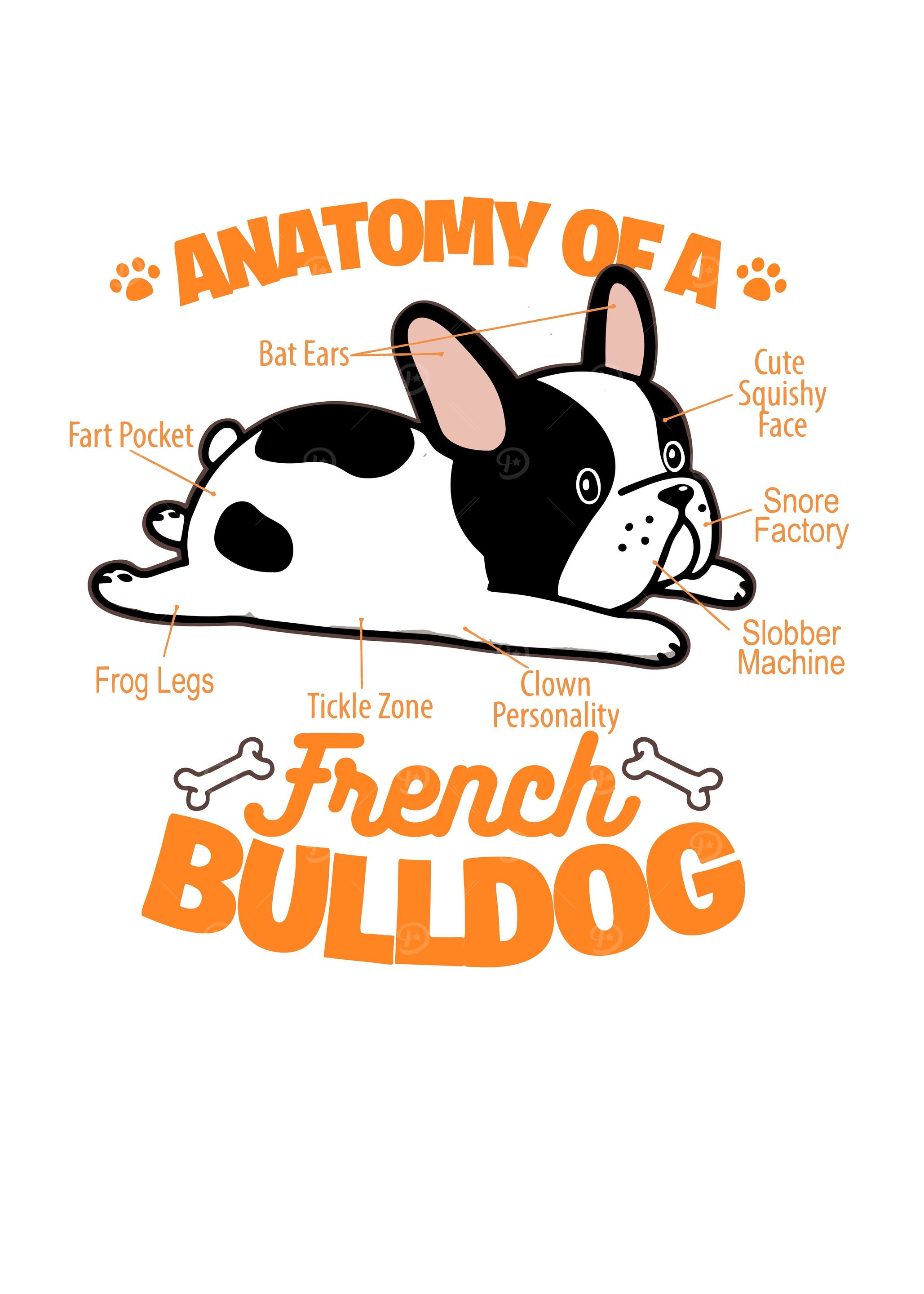 Anatomy of Dog