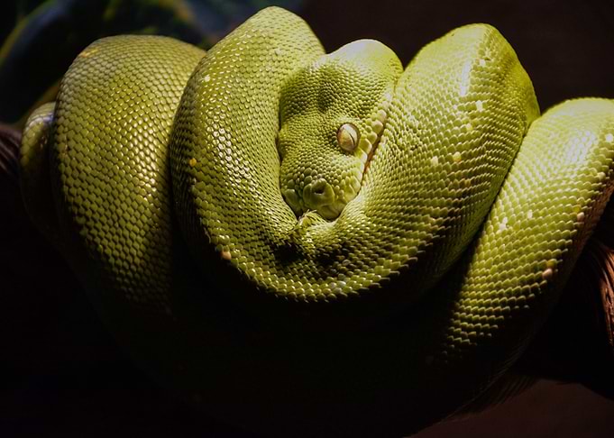 Snake and Green