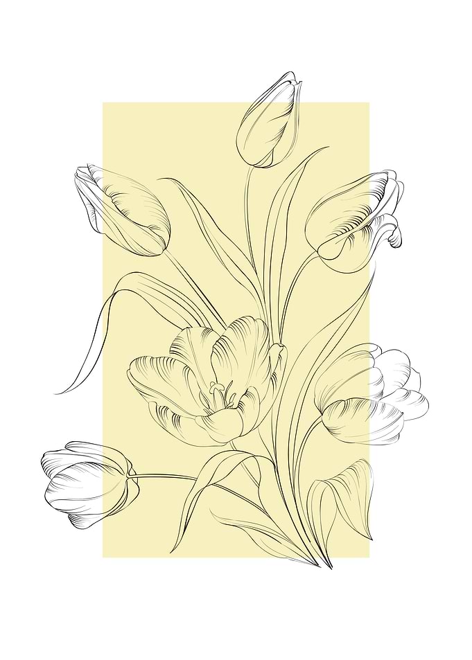 Tulip Flower