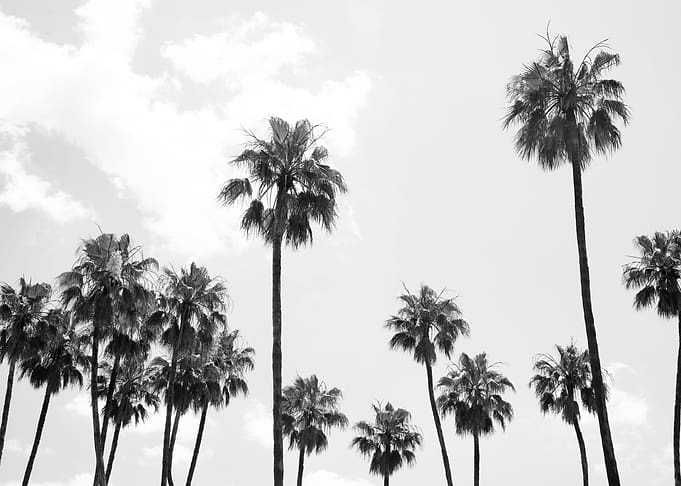 Palm Trees Beauty 8
