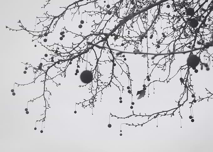 Minimal Tree