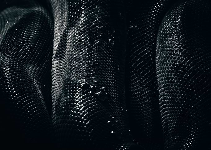 Animal Snake and Black