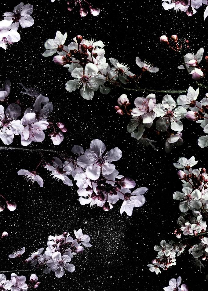 Japanese Sakura