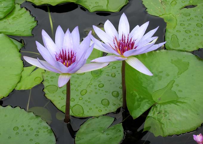 Water Lillies After the Ra
