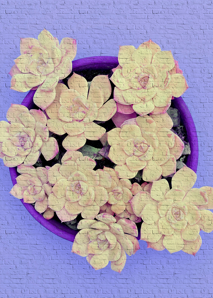 beautiful flower