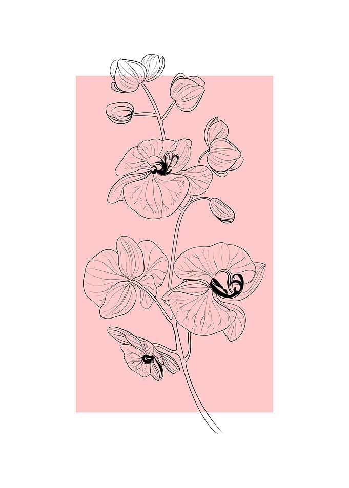 Orchid Flower