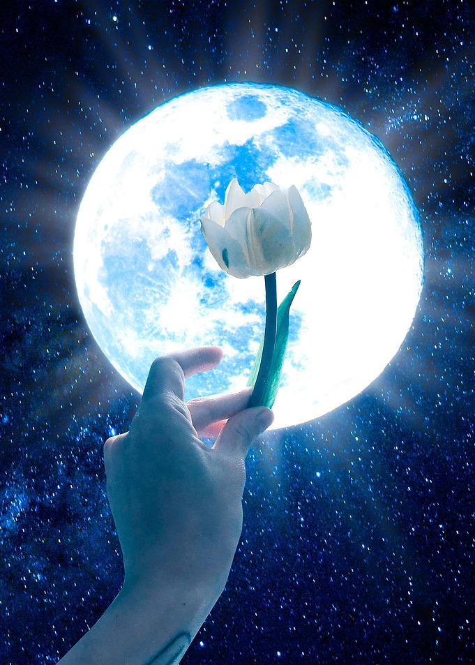 Moon Tulip