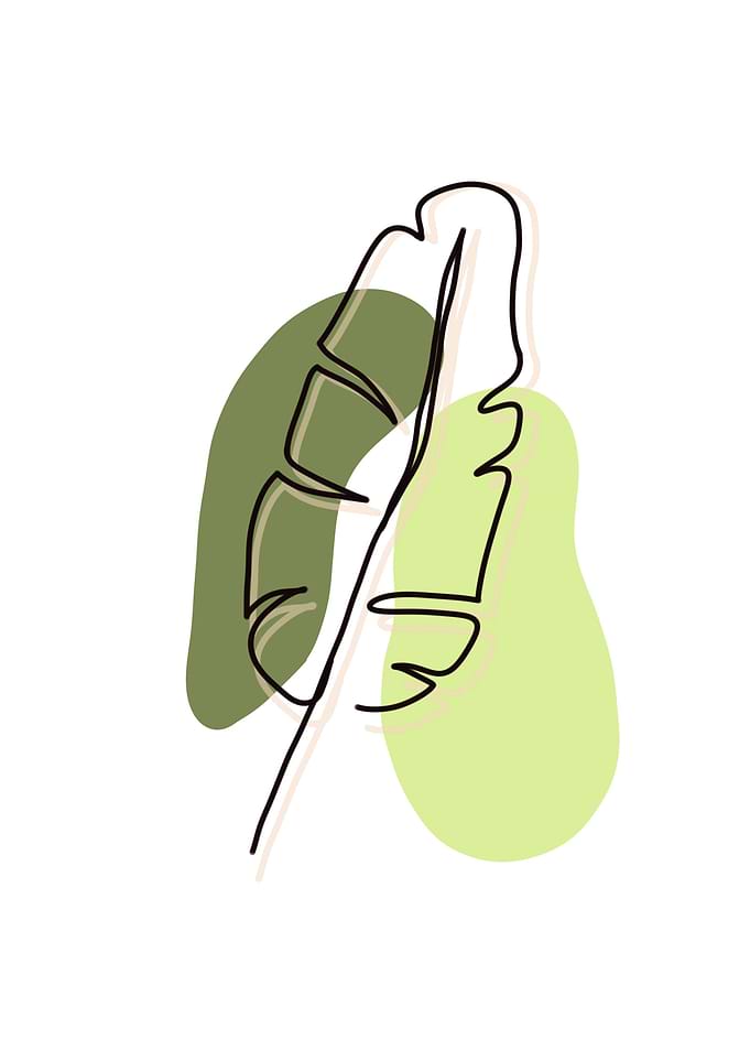 Leaf Line Art