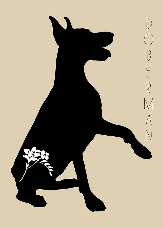 Doberman