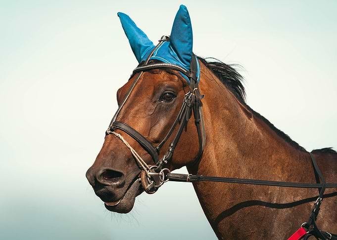 horse