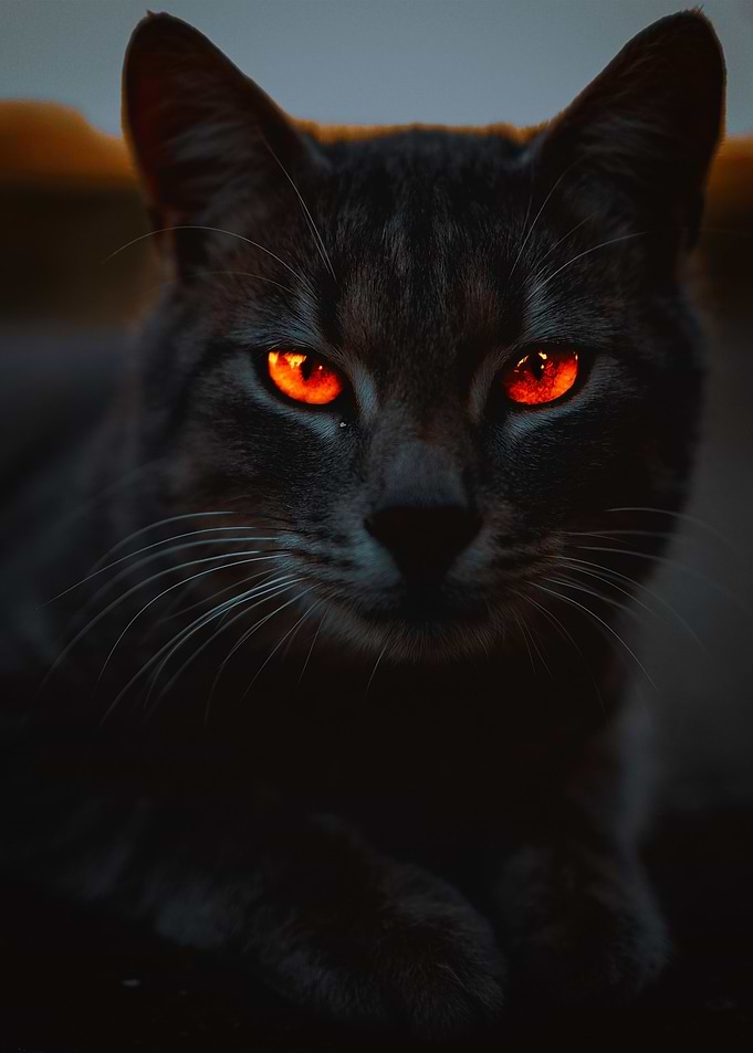 Portrait Cat