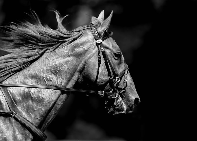 horse