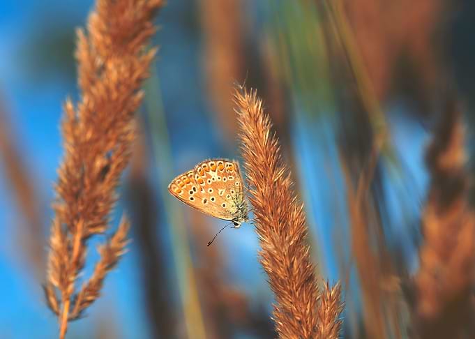 Colorful butterfly