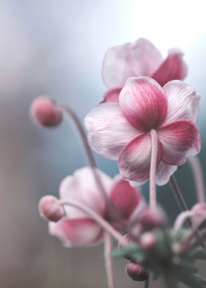 Pink Anemone