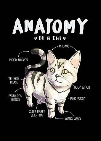 Anatomy of pet