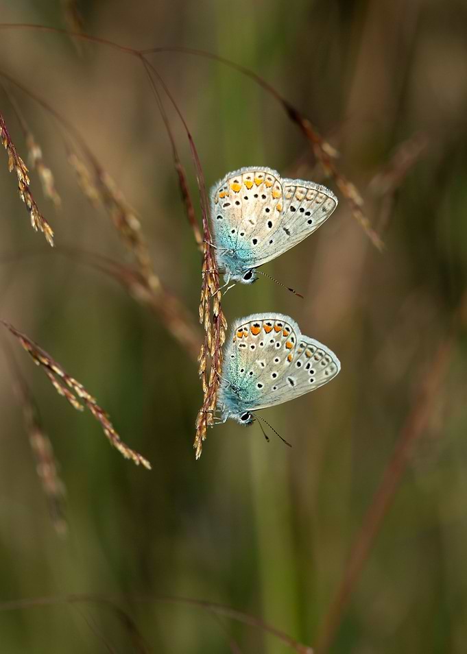 Colorful butterflies