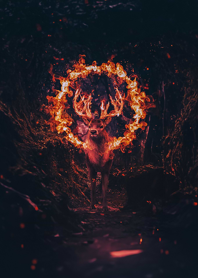 Deer