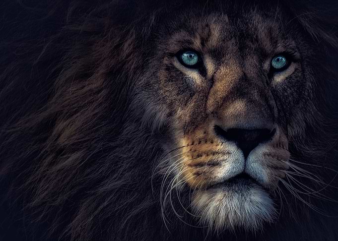 The Lion