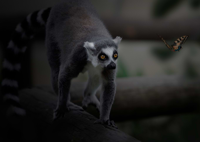 Lemur
