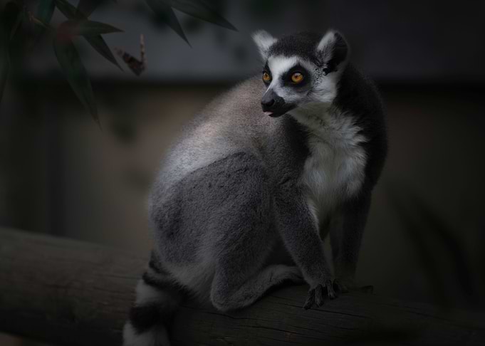 Lemur Portrait