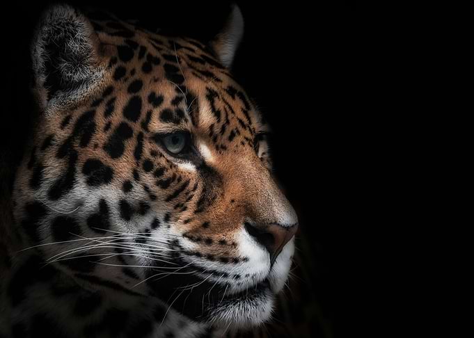 The Tiger