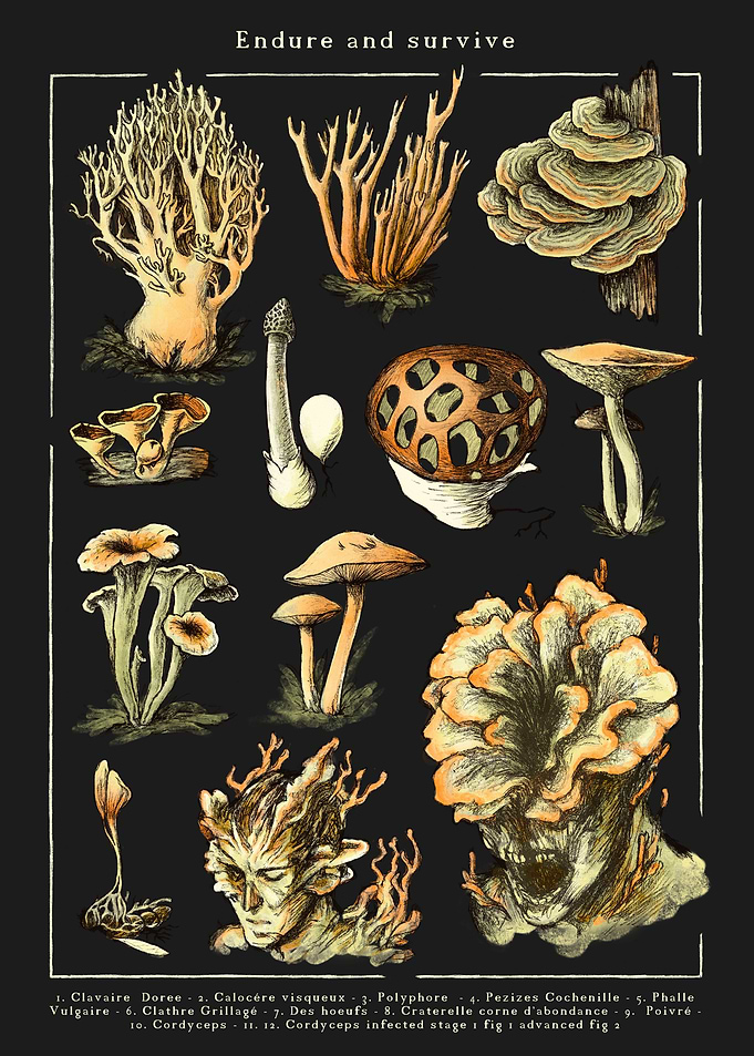 Dark Cordyceps mushrooms