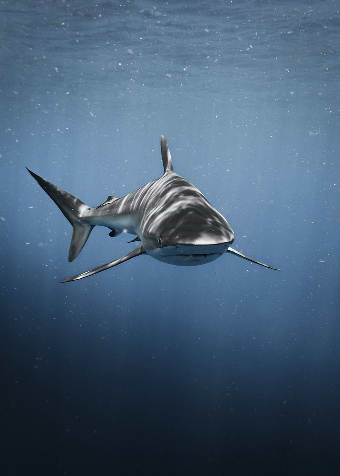 Shark Diving