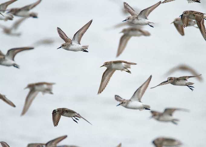 Flying Flock