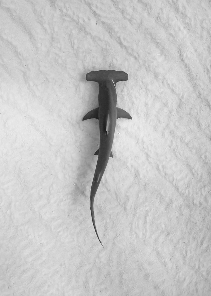 Hammerhead and Sea Life