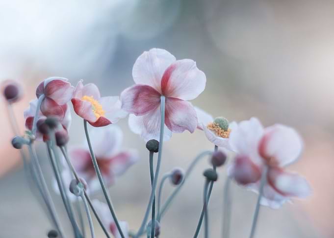 Anemone