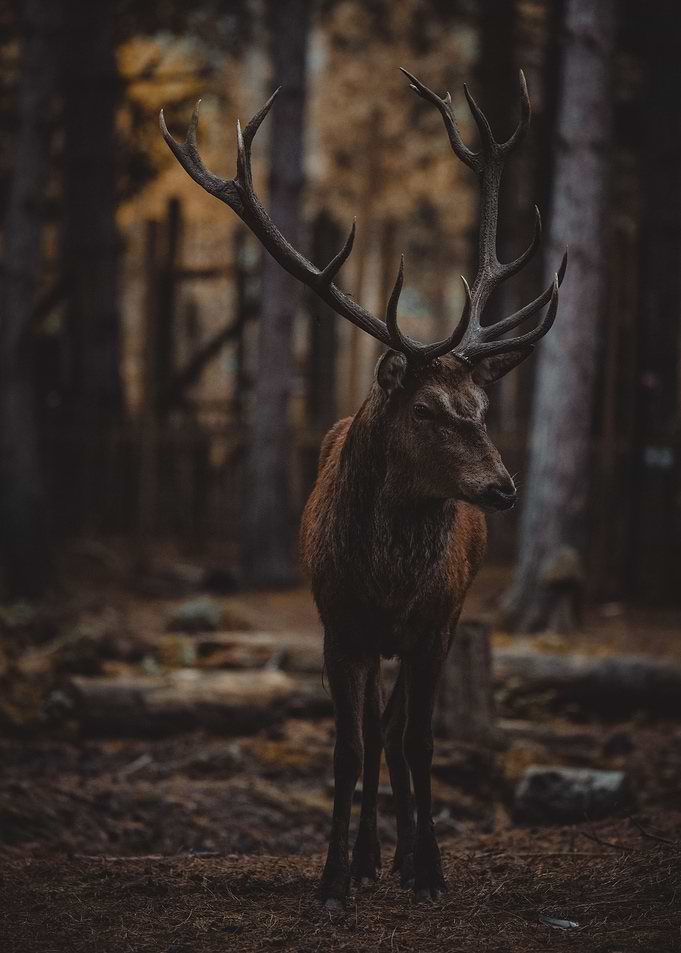 Deer In Nature Wildlife