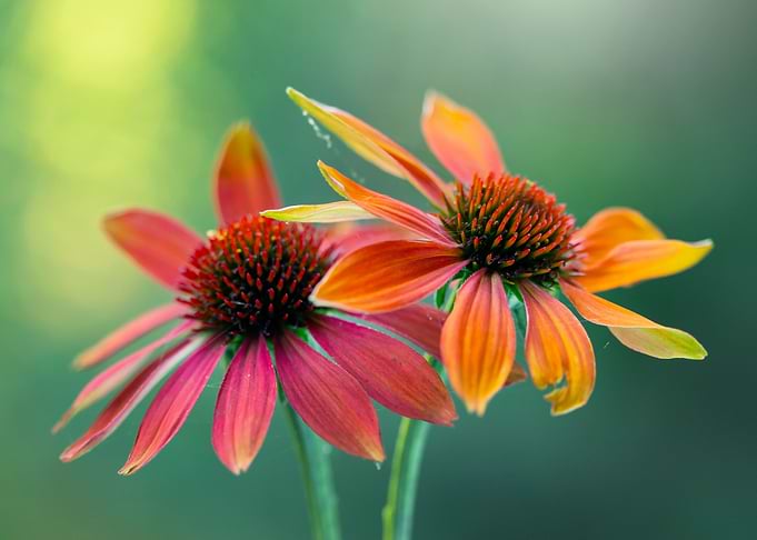 Summer flowers