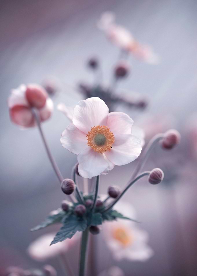 Anemone