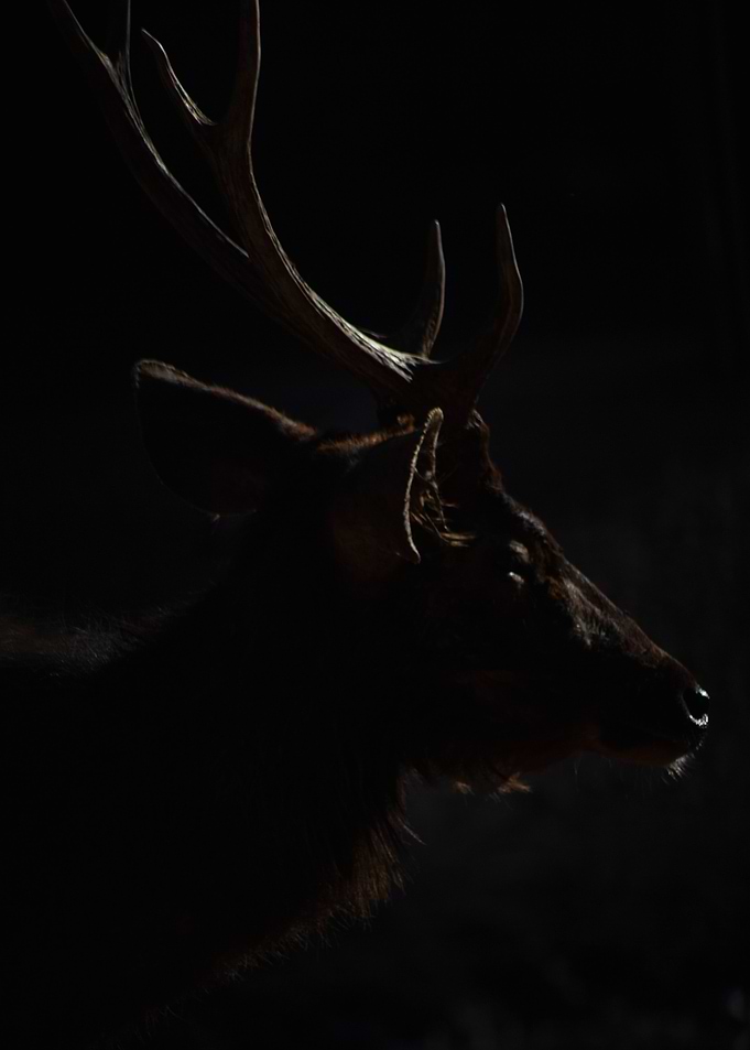 Animal Deer Wild Life