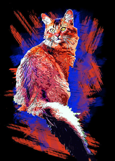 Animal Cat