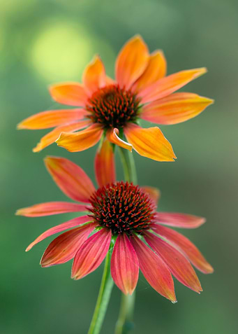Echinacea flowers