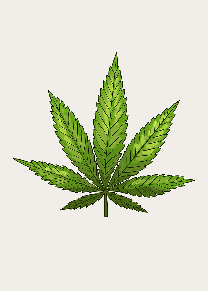 Cannabis THC Marijuana