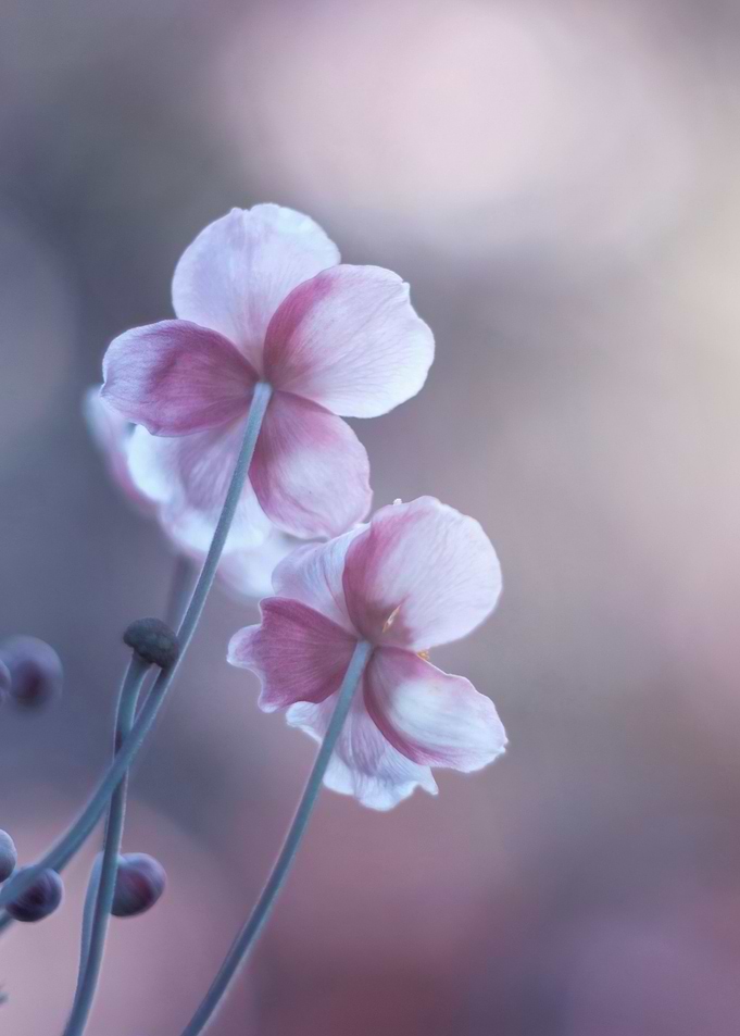 Anemone