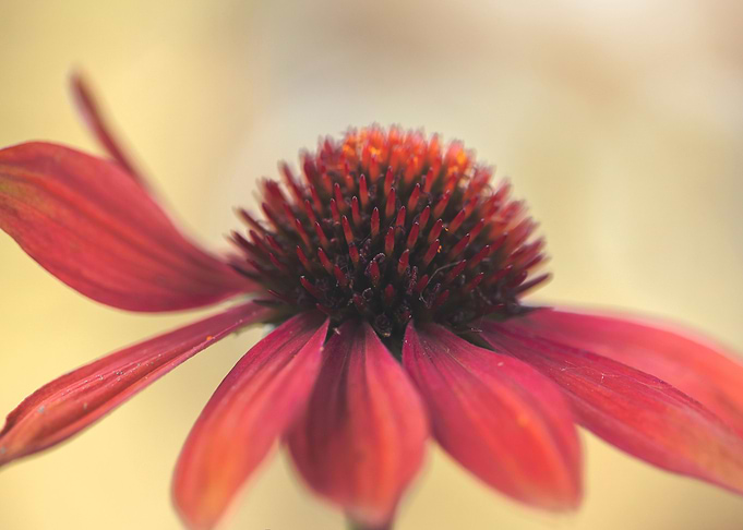 Red summer flower