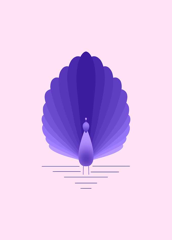 Purple peacock