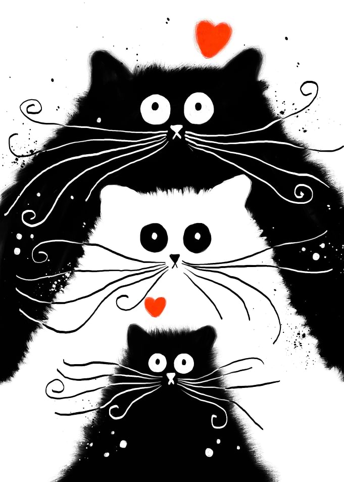 three black white cat love