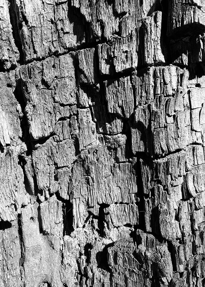 Wood Tree Trunk Pattern