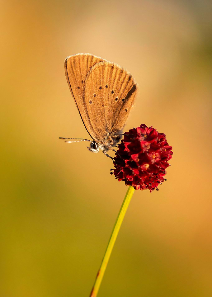 Summer butterfly