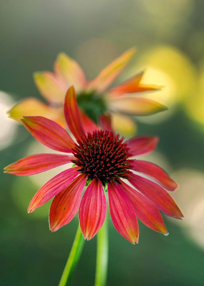 Summer flowers