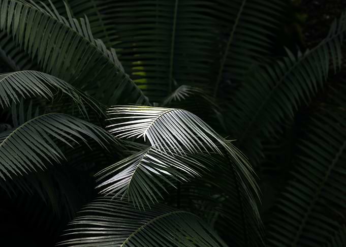 Green In The Gray