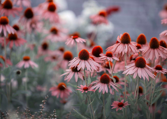 Pink summer flowers