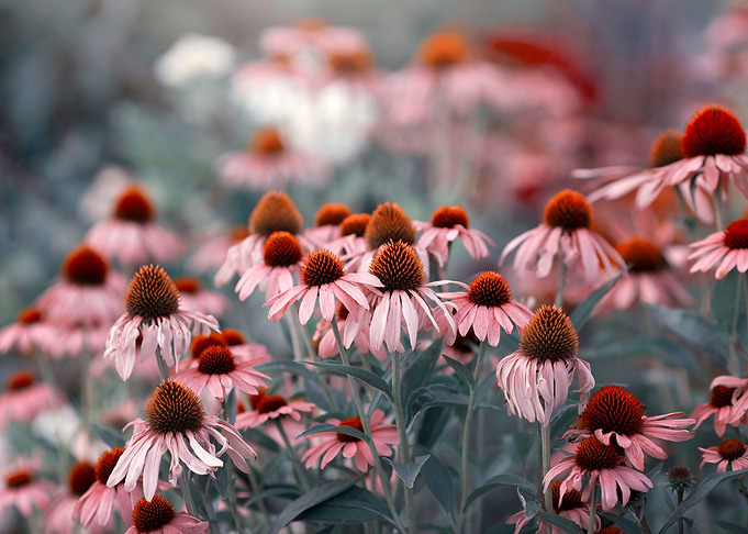 Pink summer flowers